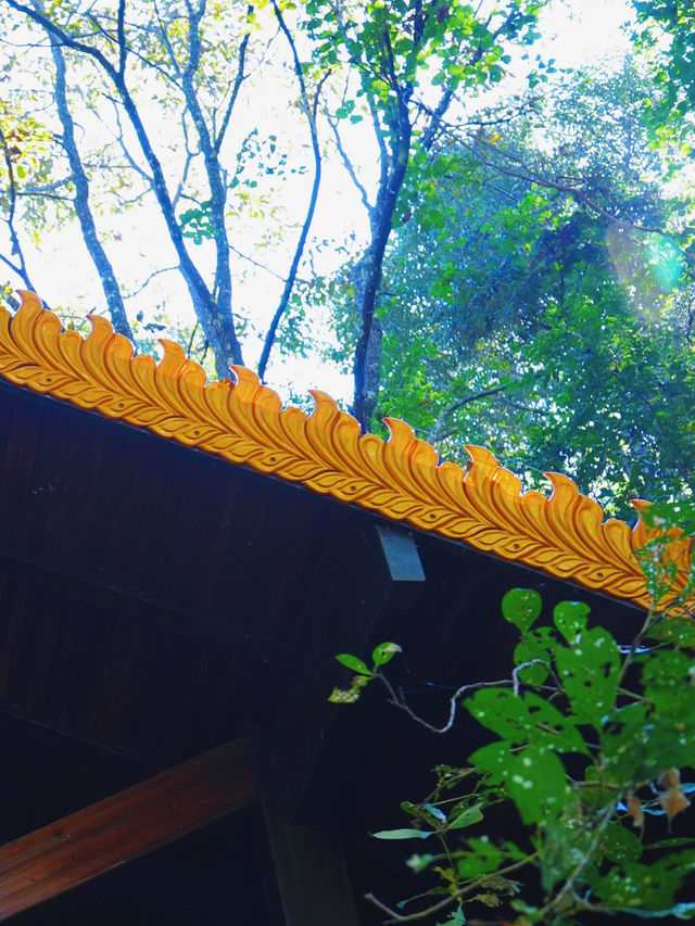 普洱太陽河森林公園 | 自然與文化邂逅