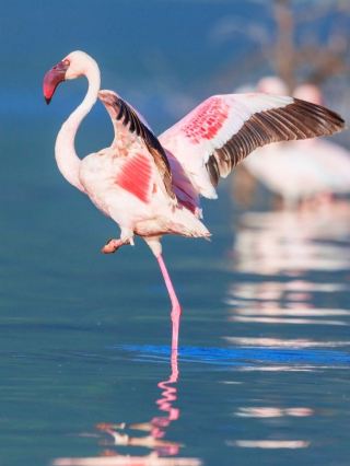 Lake Naivasha: A Rift Valley Gem for Birdwatching