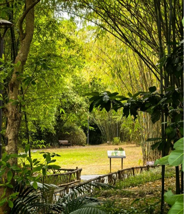 一齊去公園行下·深圳仙湖植物園！