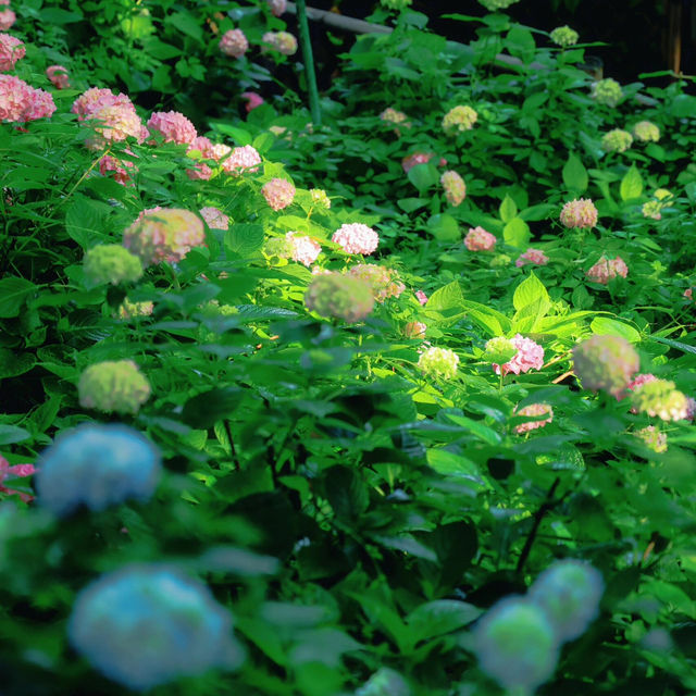 無錫早晨七點的繡球花秘境✨美到不真實❗