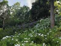 🌸千葉服部農園繡球花打卡攻略🌸
