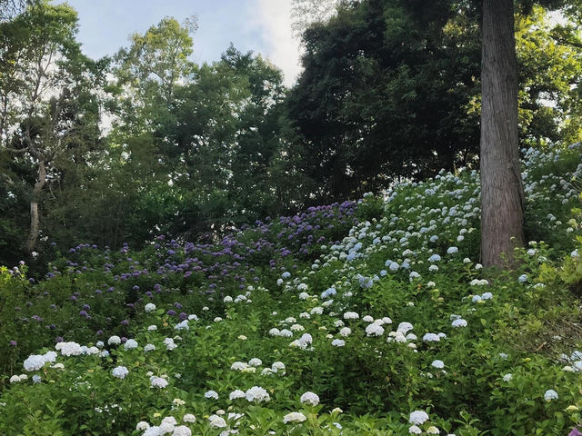 🌸千葉服部農園繡球花打卡攻略🌸