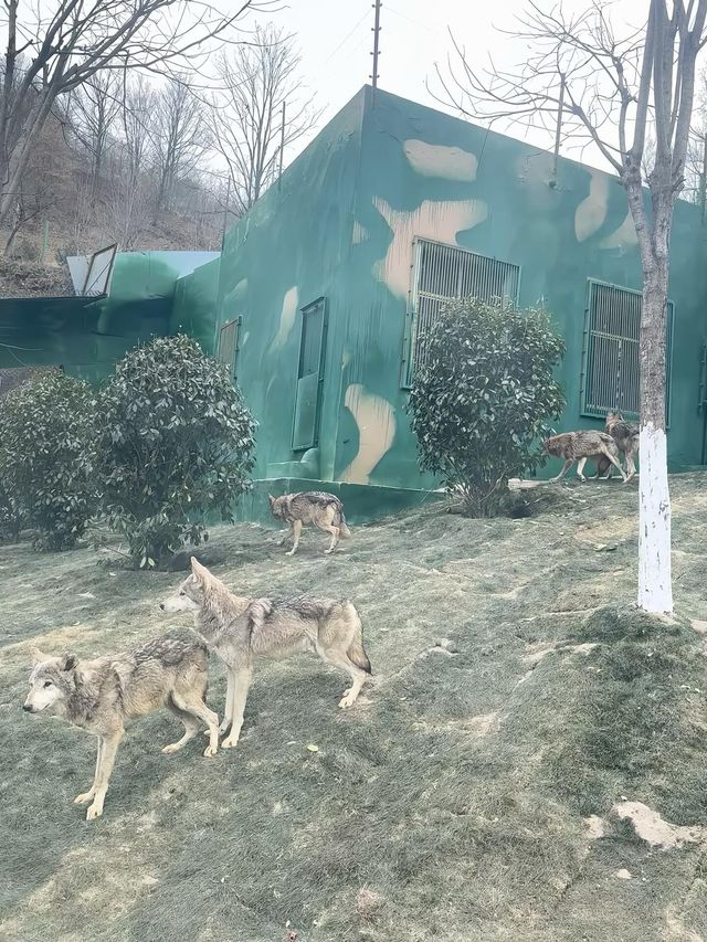 洛陽·宜陽｜竟然藏咗一個咁好玩嘅動物園！