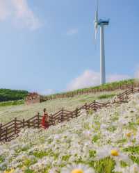 平昌清德山·闖入雛菊雪海