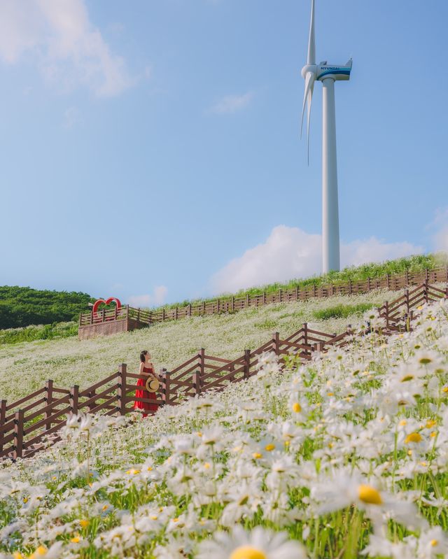 平昌清德山·闖入雛菊雪海