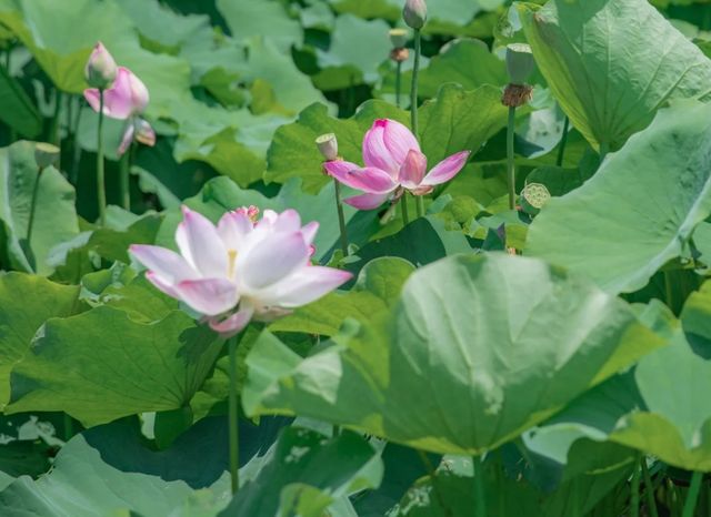 衝衝衝，杭州「荷花秘境」完美綻放！