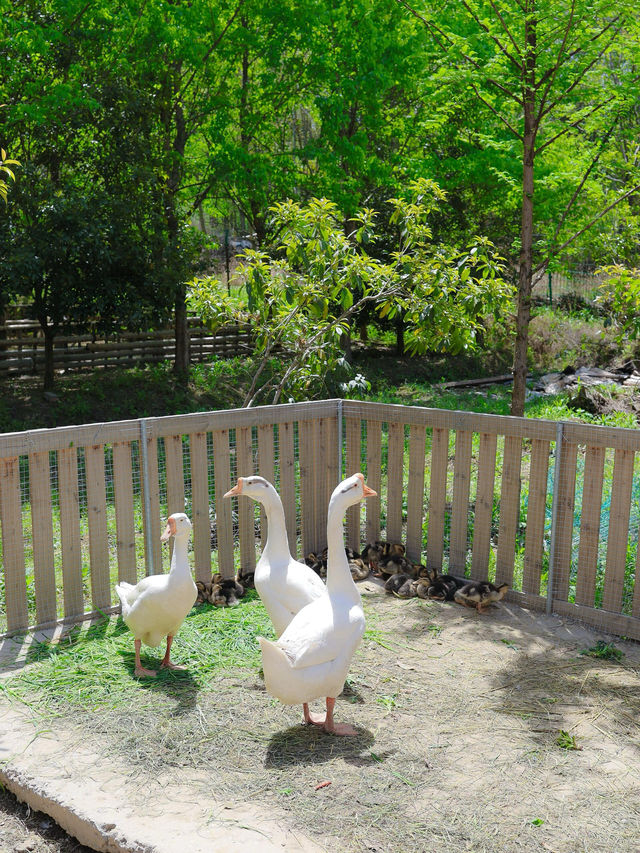 常州溧陽加順農場 | 藏喺田園間嘅親子趣玩