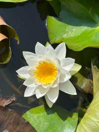 唔好再去西湖同人逼人！湘湖花海賞荷超絕攻略