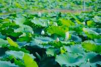 普洱夏日賞荷聖地，「荷」你浪漫相約！