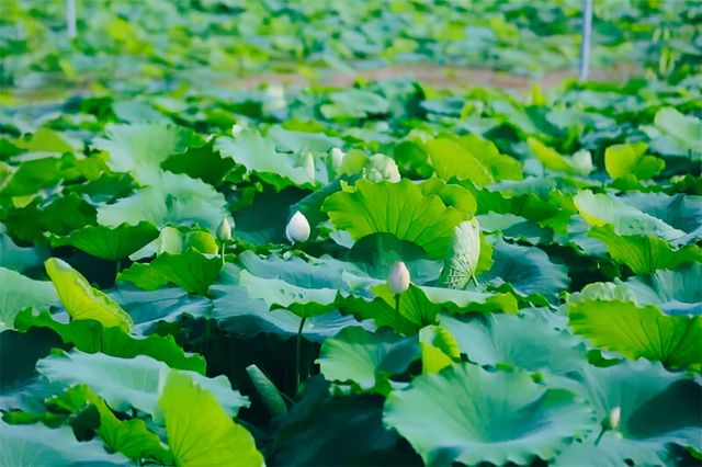 普洱夏日賞荷聖地，「荷」你浪漫相約！
