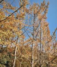 探秘京山：綠林漂流×虎爪紅葉×太子餵鹿全攻略！