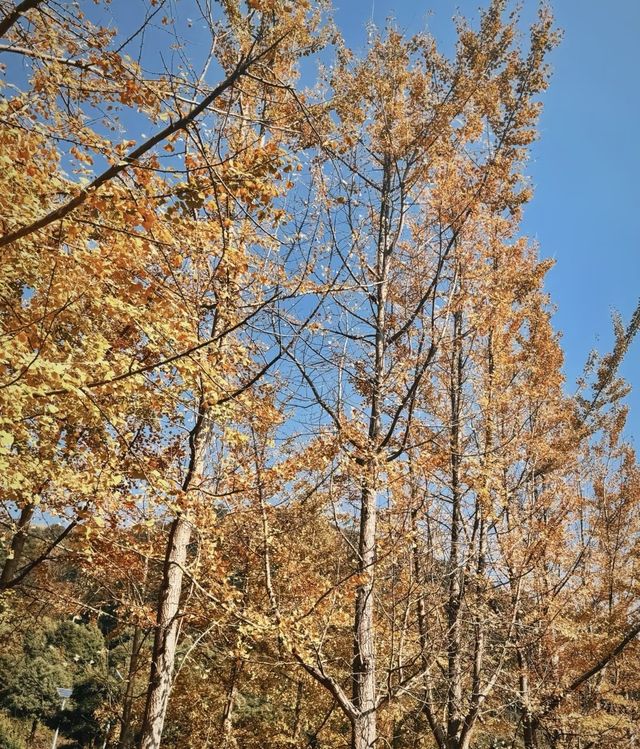 探秘京山：綠林漂流×虎爪紅葉×太子餵鹿全攻略！