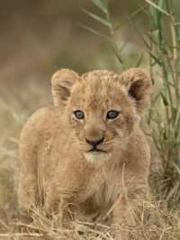 Tanzania Diaries: Where Wild Dreams Come True! 🌍✨