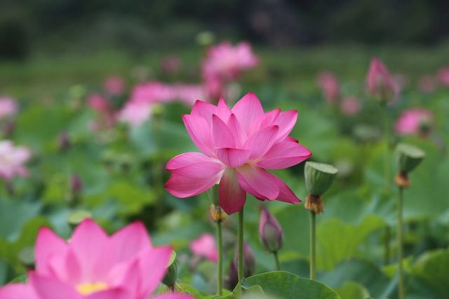 #普者黑旅行攻略 #雲南普者黑荷花 要睇最靚荷花千祈唔好等到七月中旬！本地人，全係本人自己影嘅，最靚荷