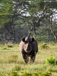 肯尼亞八天七晚Safari旅行流水賬