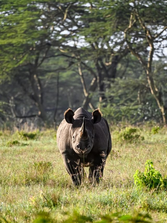 肯尼亞八天七晚Safari旅行流水賬