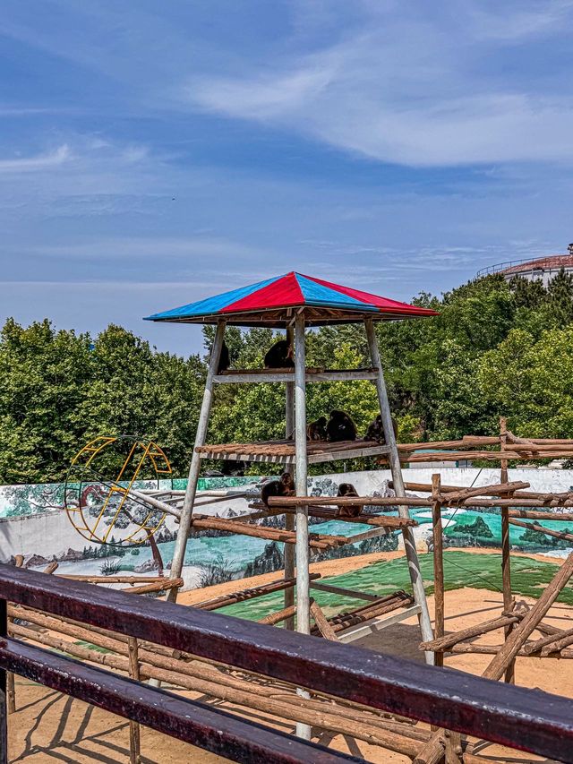 威海西霞口野生動物園真係正到爆！