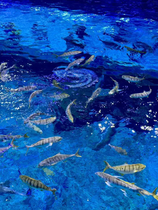 A must-visit in Xi'an: Huaxia Cultural Tourism Ocean Park and the Legend of Camel Bell Show