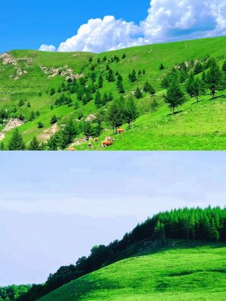 「飛狐峪草原掛雲端，牛羊比你早識輕功！」