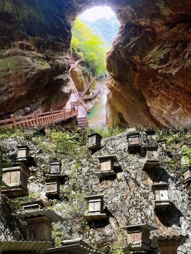 《逃離40℃！躲進21℃神農架原始森林，太爽了！》
