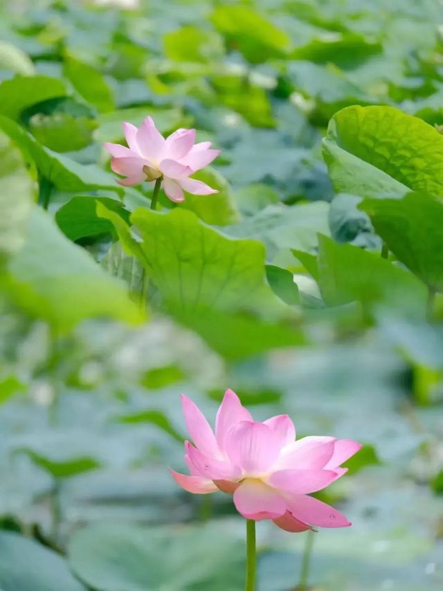 「荷」你同行，相約成大