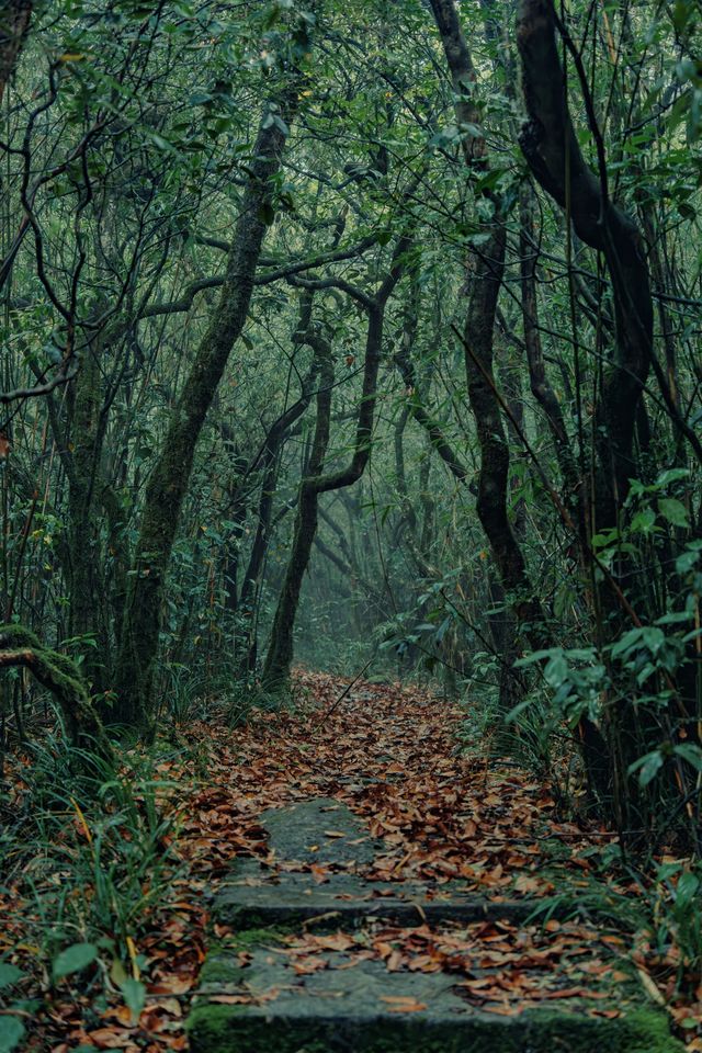 廣西避暑秘境 解鎖貓兒山窩囊玩法 廣西避暑秘境 解鎖貓兒山窩囊玩法
