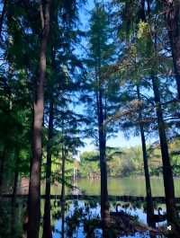 從政坊遊園|水中森林的夏天