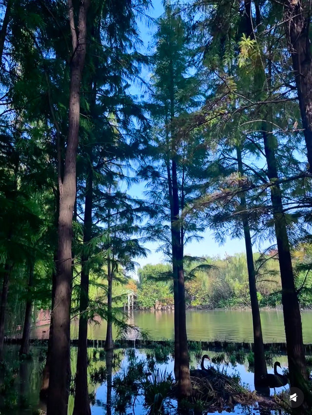 從政坊遊園|水中森林的夏天 從政坊遊園|水中森林的夏天