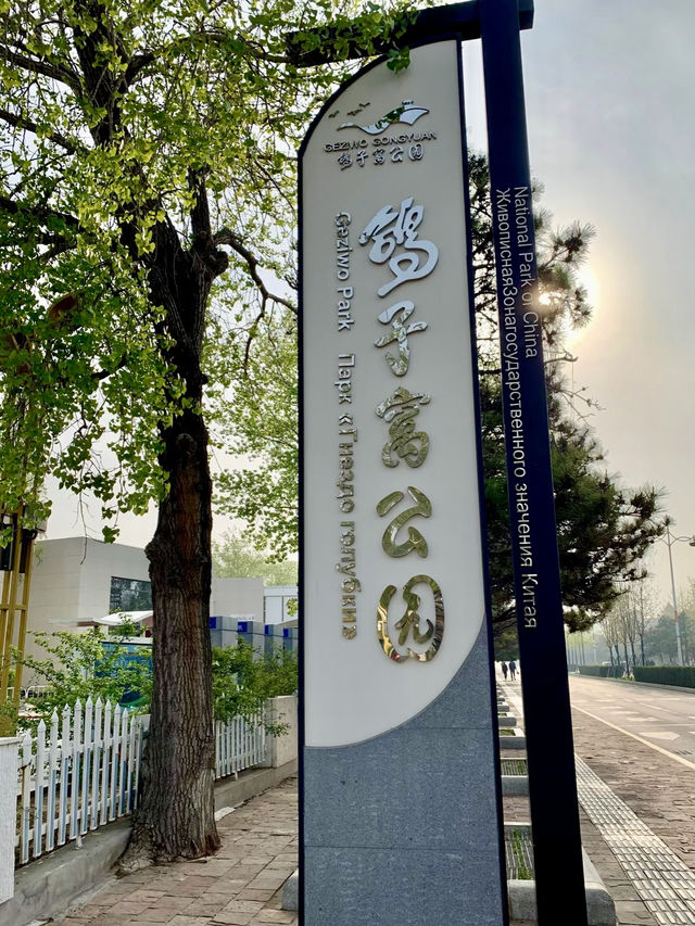 晨曦初照的詩篇——鴿子窩公園 晨曦初照的詩篇——鴿子窩公園