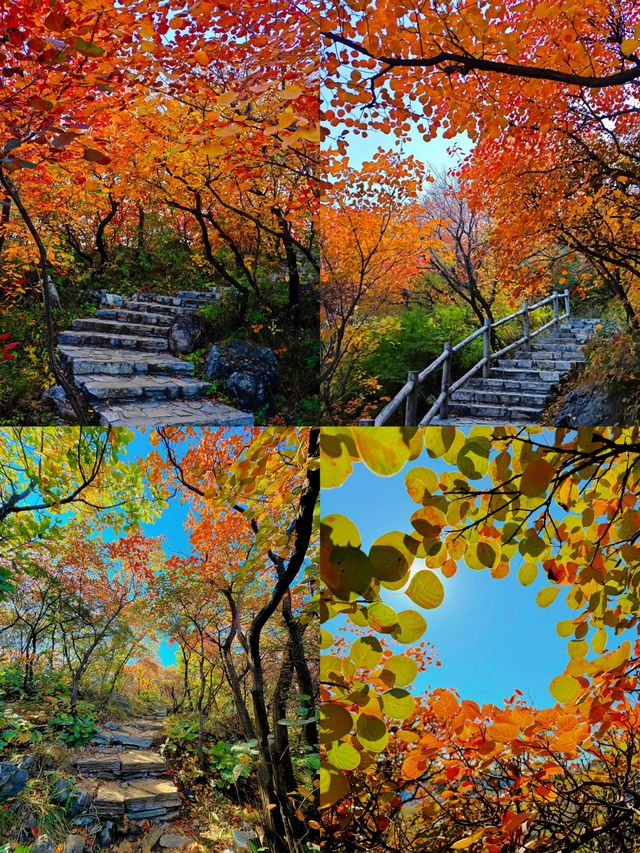 姊妹們！坡峰嶺嘅紅葉瘋咗啦！上帝打翻調色盤都冇咁狂野！