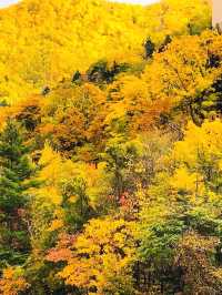 日本10月北海道：秋色與溫泉的盛宴。