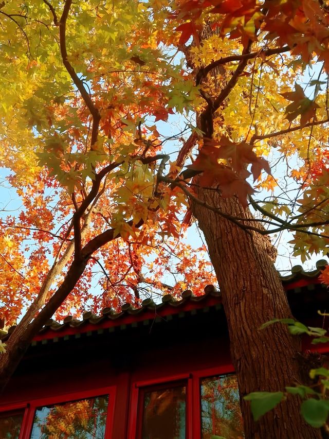 來北京賞秋,看這6條路線就夠!(合集) 來北京賞秋,看這6條路線就夠!(合集)