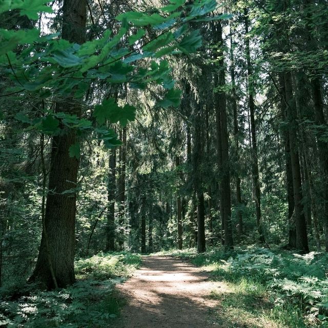 🌲 Forest Walks in Helsinki: Nature at the City’s Doorstep