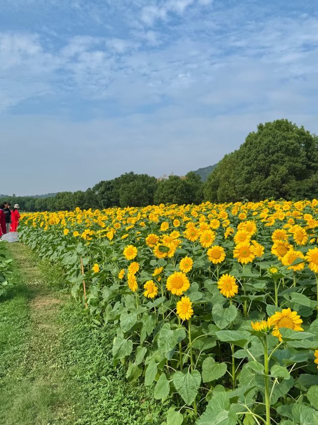 無錫絕美金黃打卡地！這片向日葵花海美到窒息