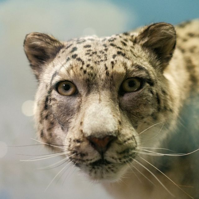 🦌 Helsinki Natural History Museum – Life-Like Animals in Every Corner