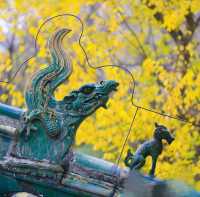 濟南大靈巖寺銀杏季震撼來襲！一片金黃美到窒息