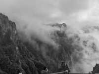團結松，雨傘松，大王松皆迎客松