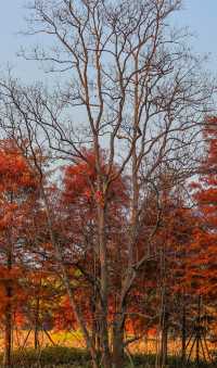 柳州紅杉林