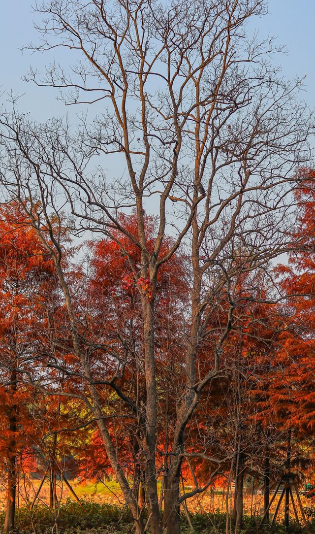 柳州紅杉林
