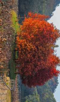 柳州紅杉林