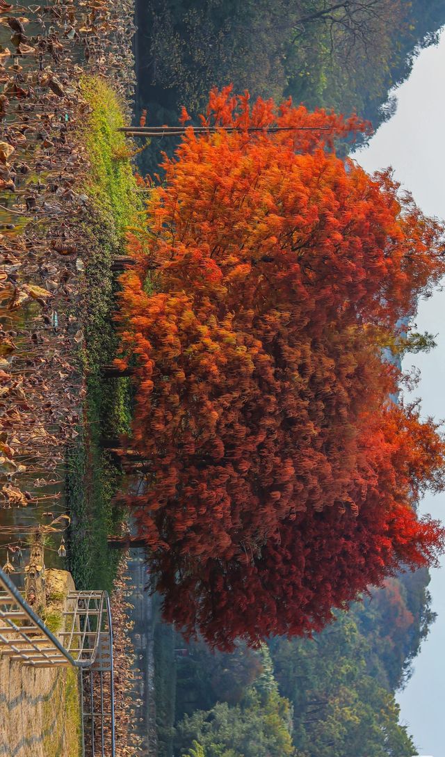 柳州紅杉林