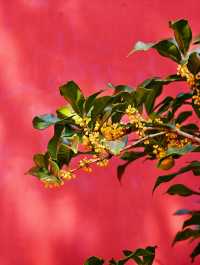 法門文化景區秋日限定香氛，桂花綻放香滿秋
