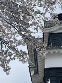 櫻花難民在九州找到了驚喜