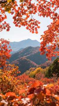 北京一的香山紅葉，四天三晚，旅行攻略