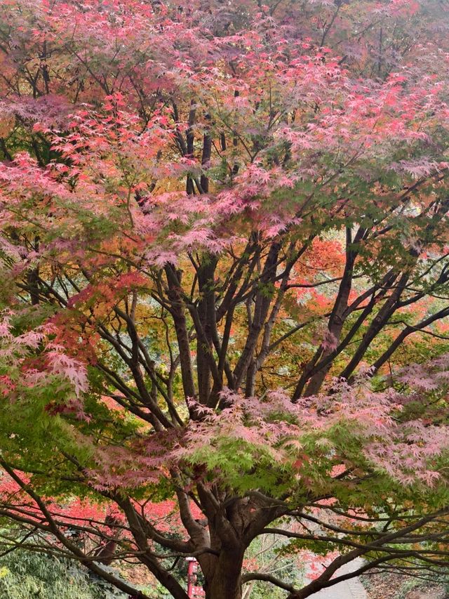 長沙｜總要去一次愛晚亭吧絕美紅葉勝地
