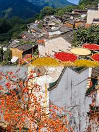 婺源曬秋紅楓
