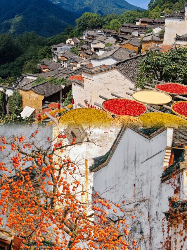 婺源曬秋紅楓
