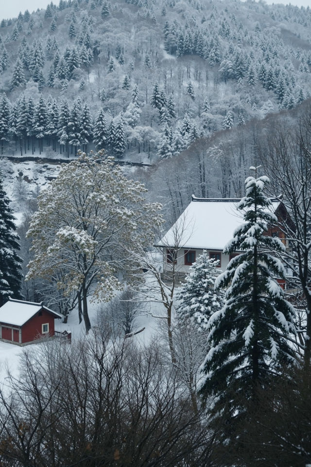 雪中森林日落絕景 嵩山雪景絕美