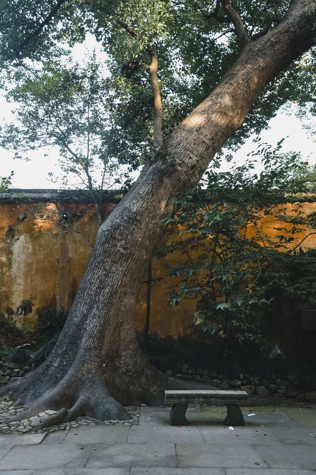 秋風微涼，稻穀滿倉：記第四次去國清寺