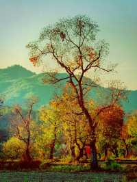 紅橙黃綠 ，最美秋天